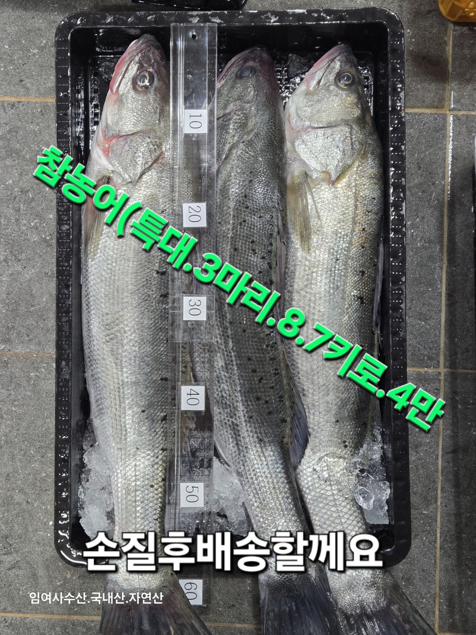 싱싱한생선 이미지