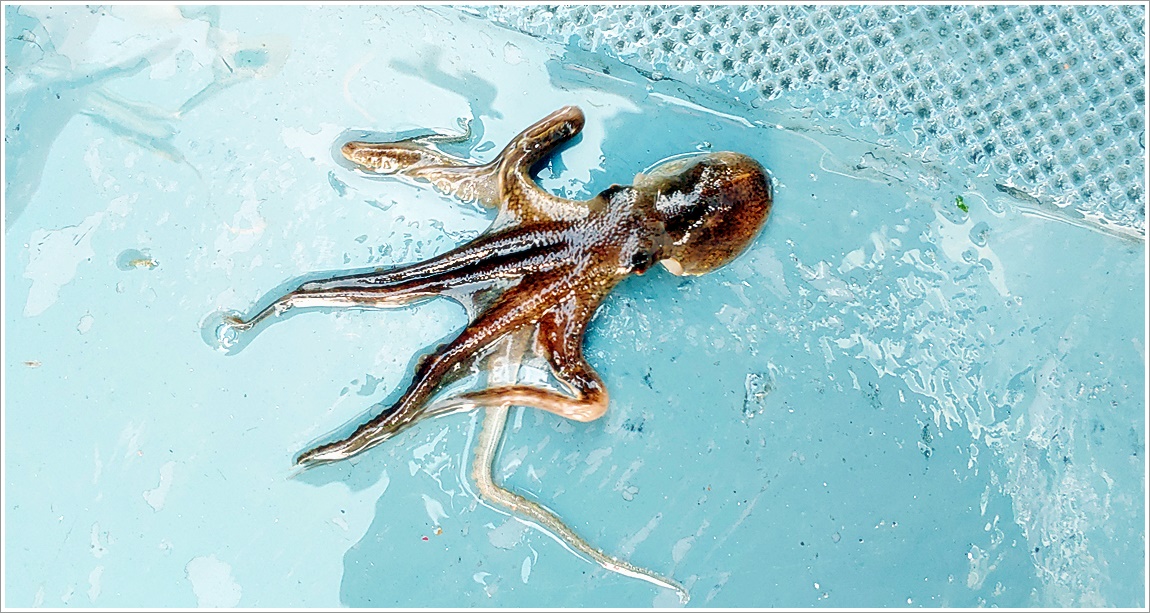 쭈꾸미 이미지