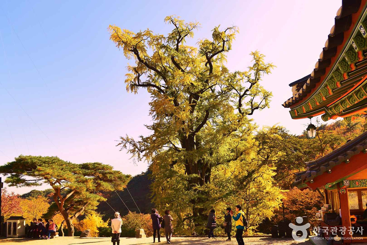 천과나무 이미지