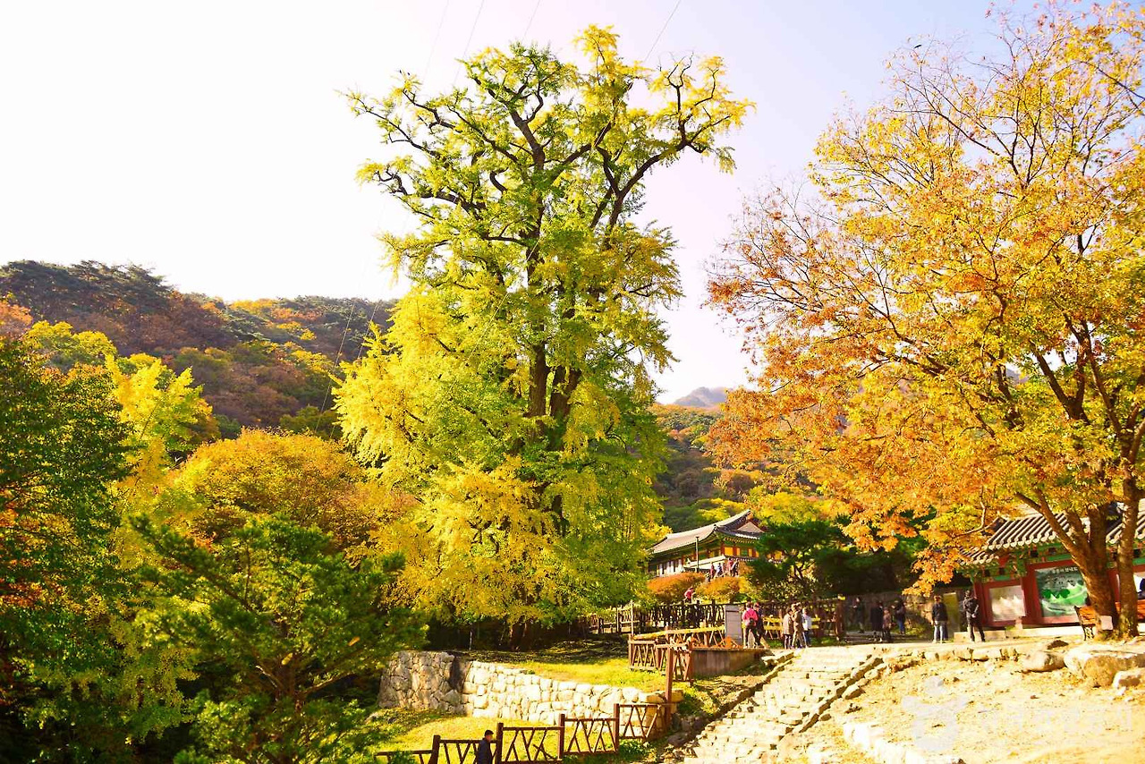 천과나무 이미지