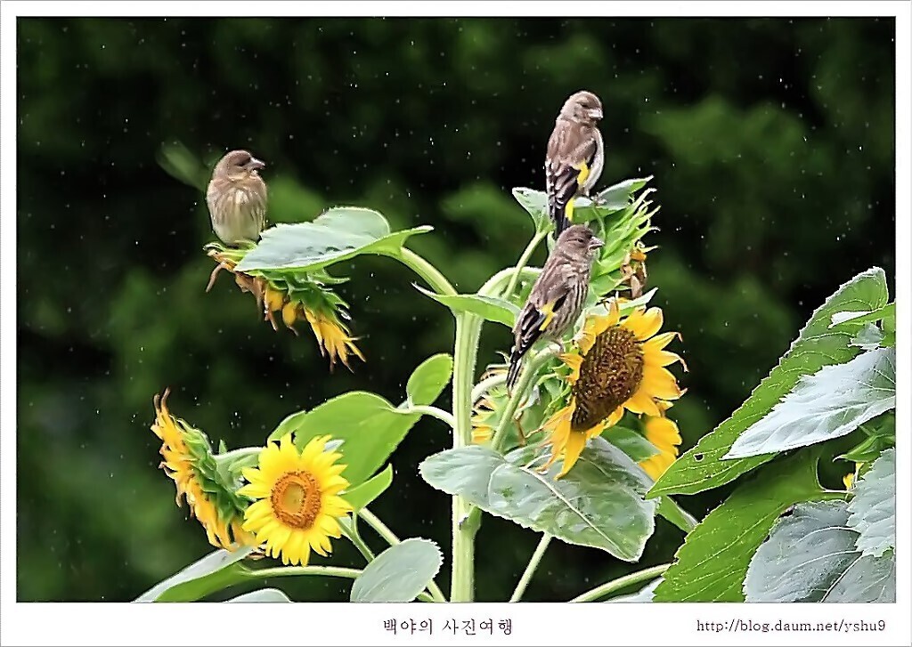 해바라기식품 이미지