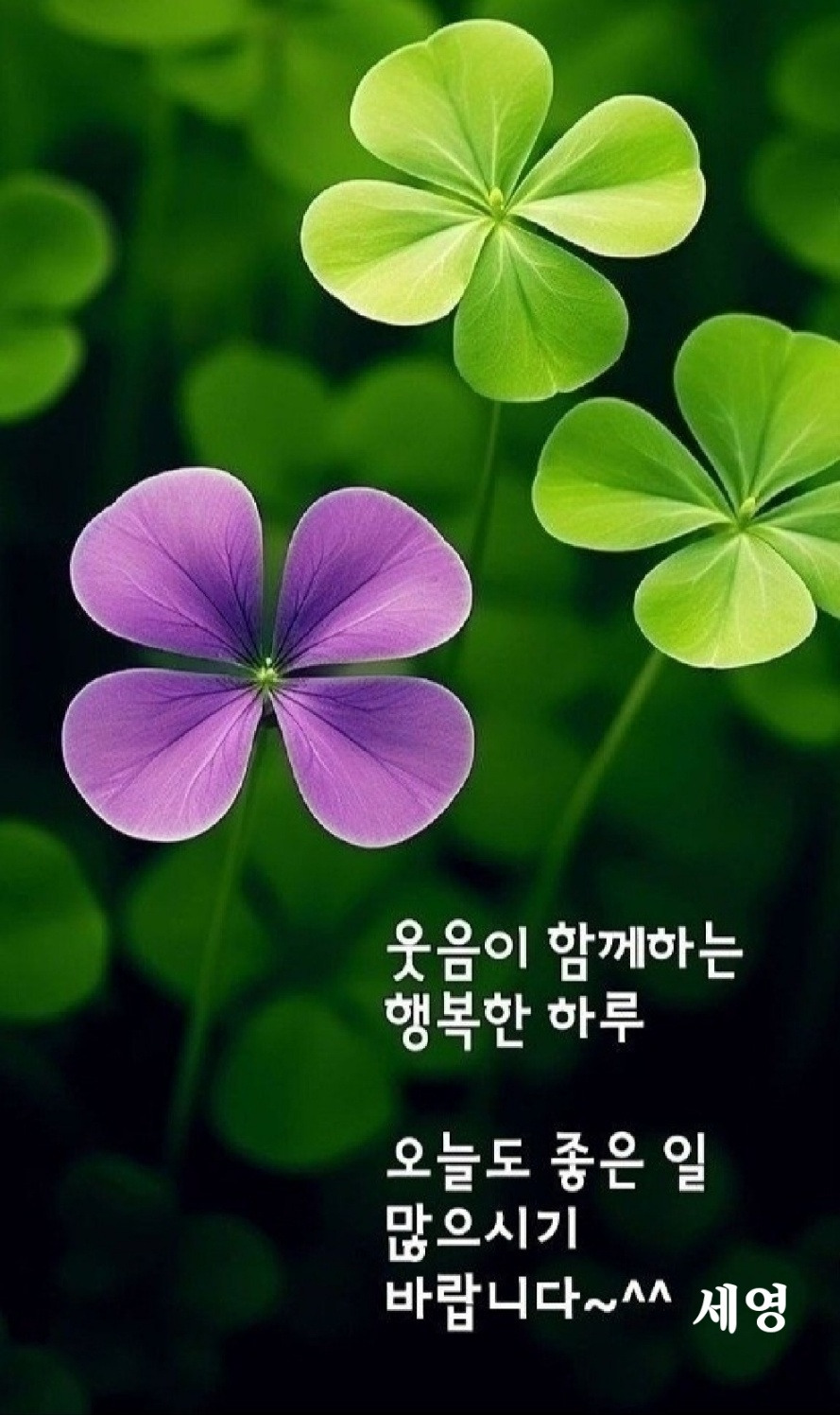 하시 이미지