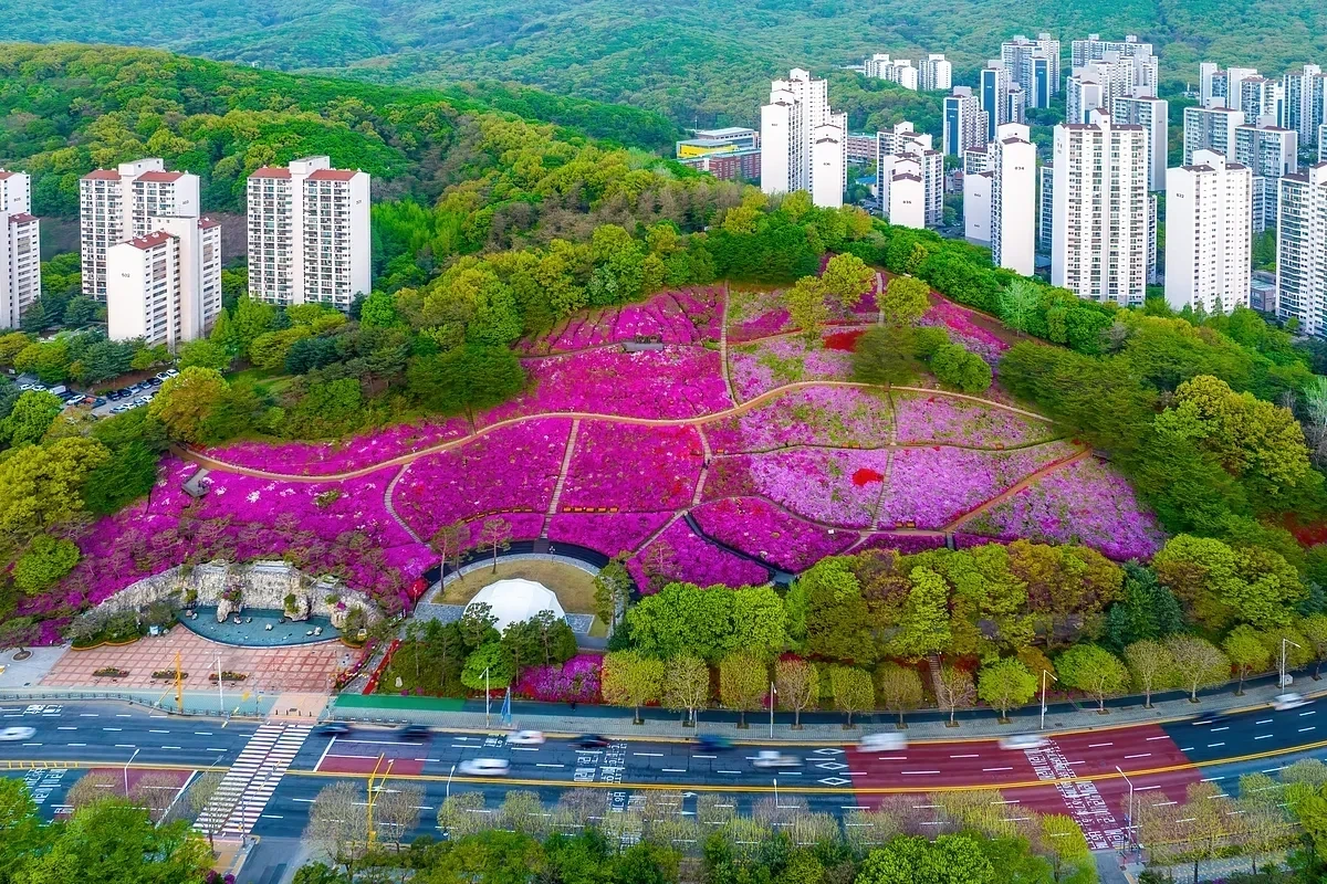 군포철쭉 이미지