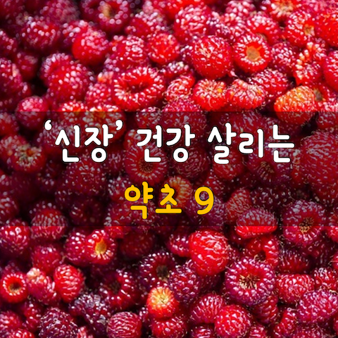 건강약초 이미지