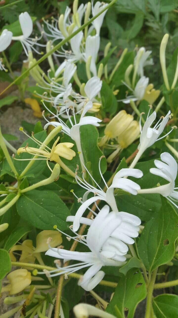 인동초등학교 이미지