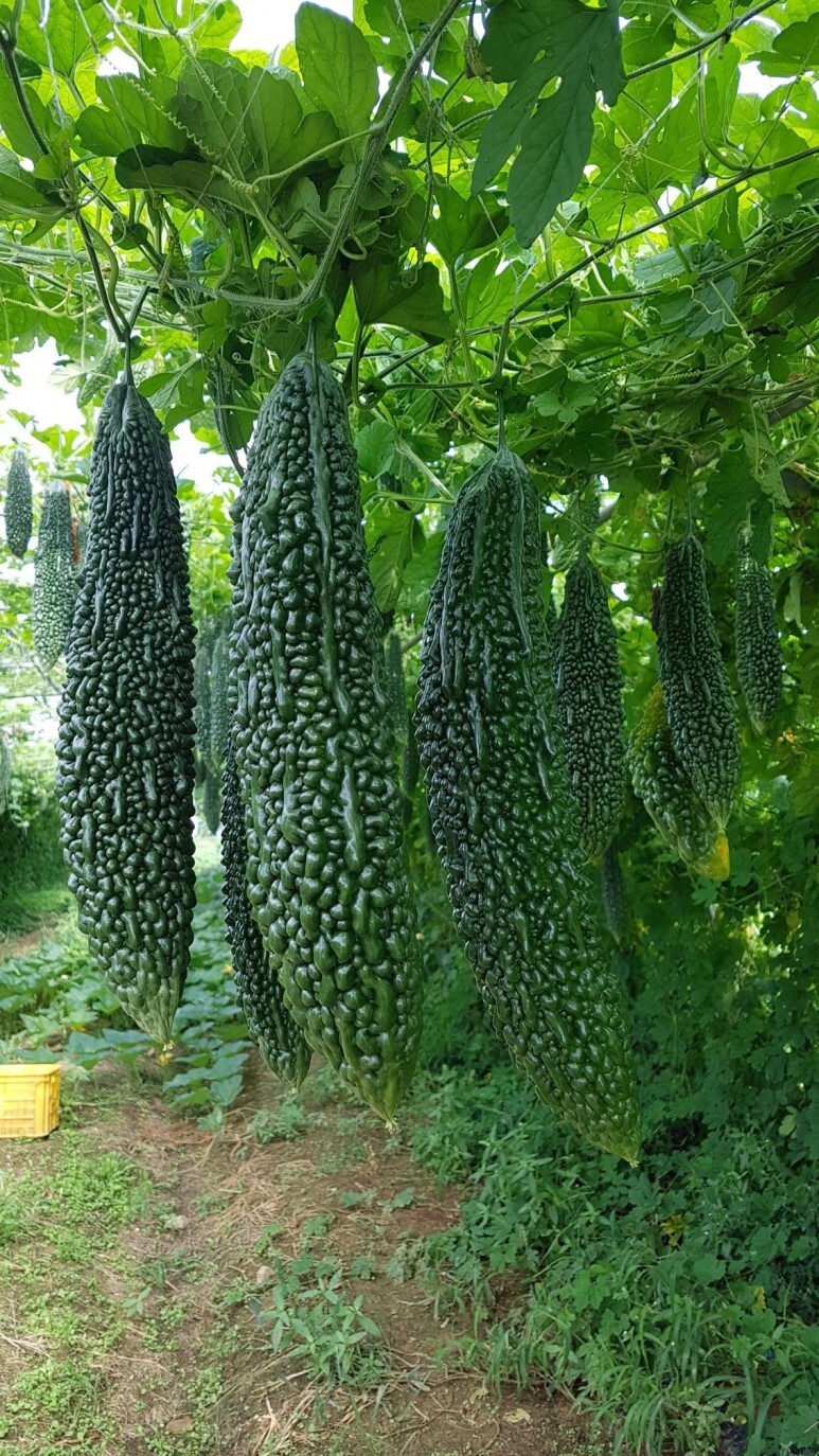 여주상회 이미지