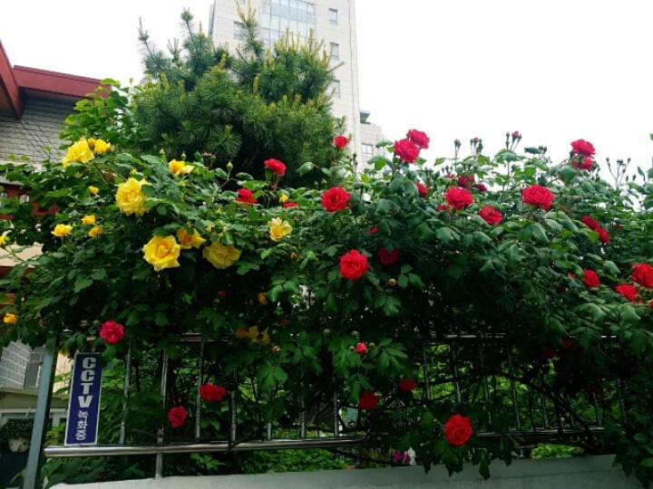 장미미장원 이미지