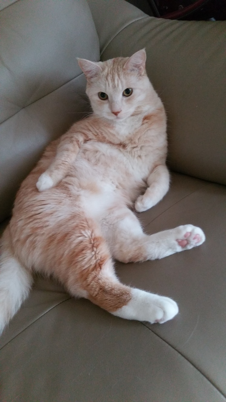꼼지락꼼장어 이미지