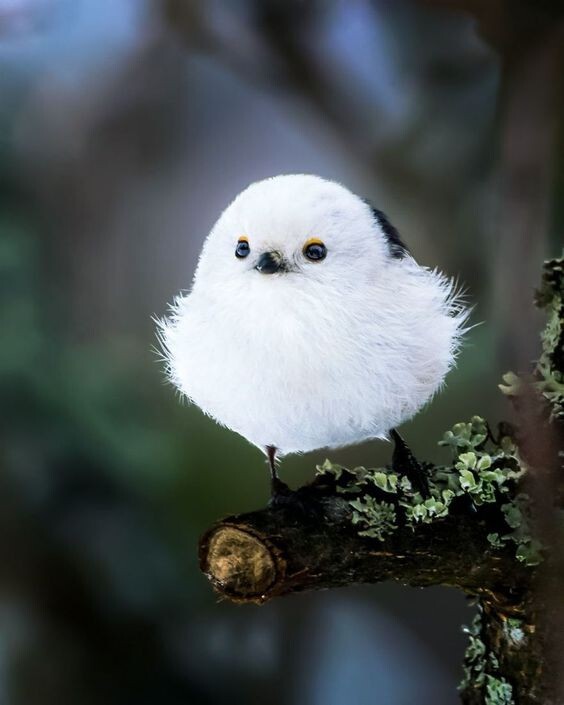 꽃잎담아 이미지