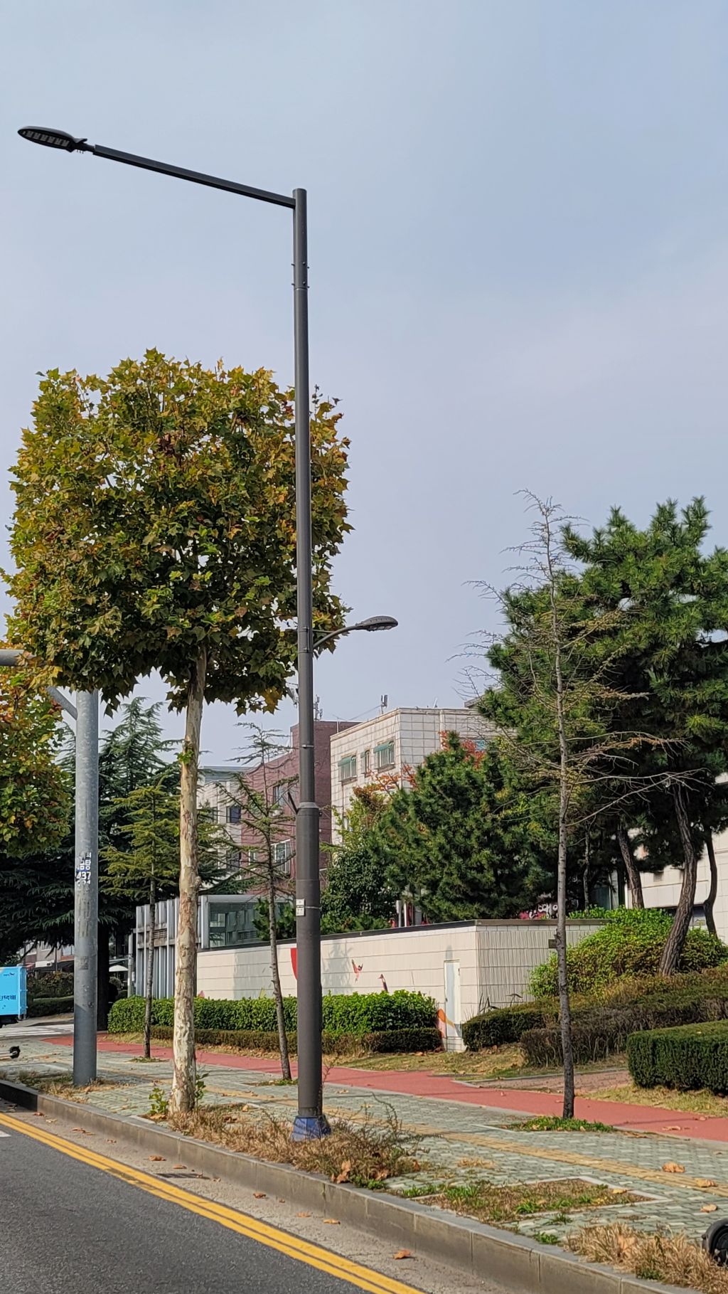 플라타너스 이미지
