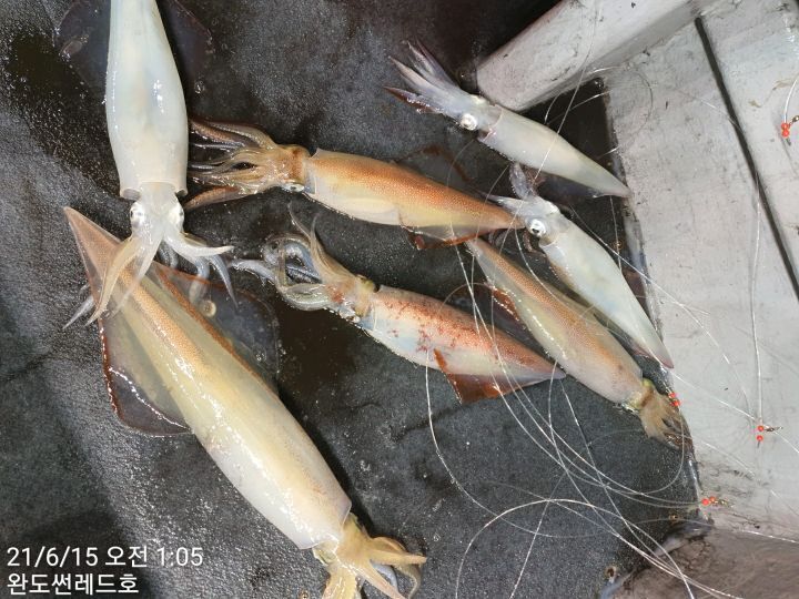 썬레드호 이미지