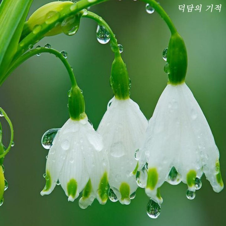 덕담 이미지