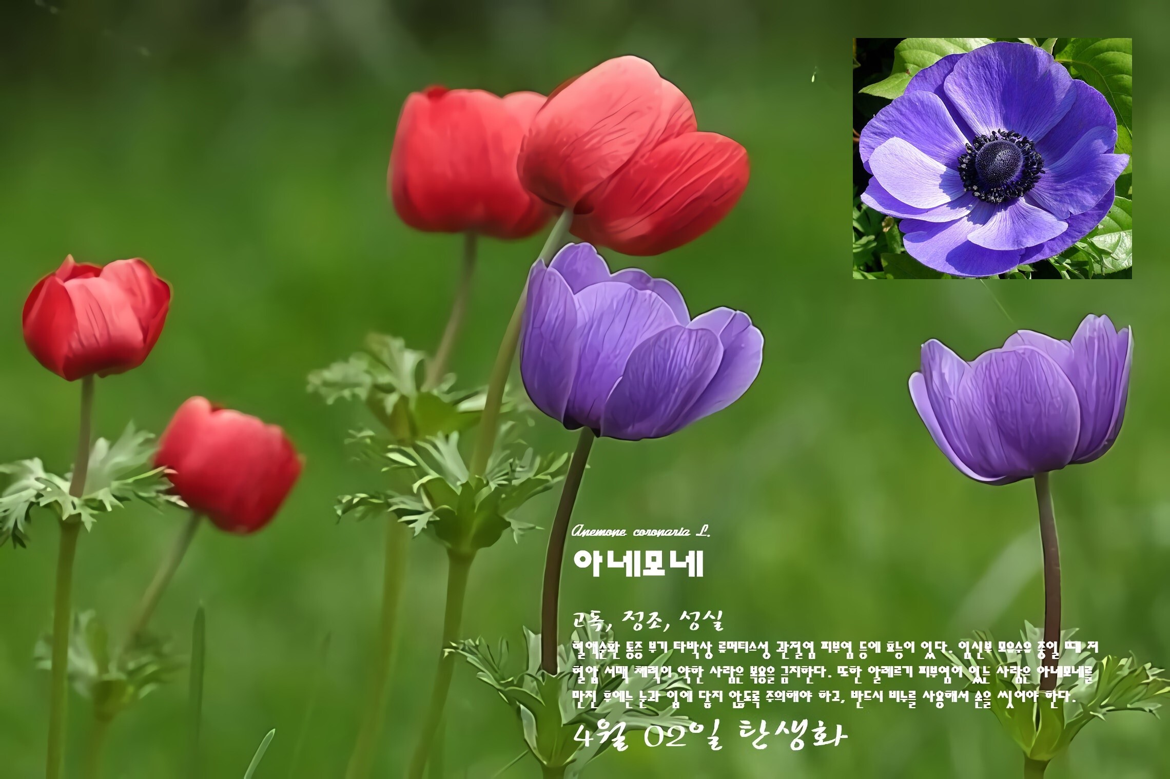 아네모네 이미지