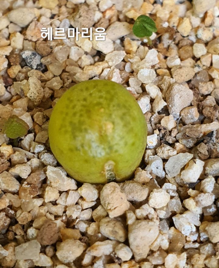헤르마 이미지