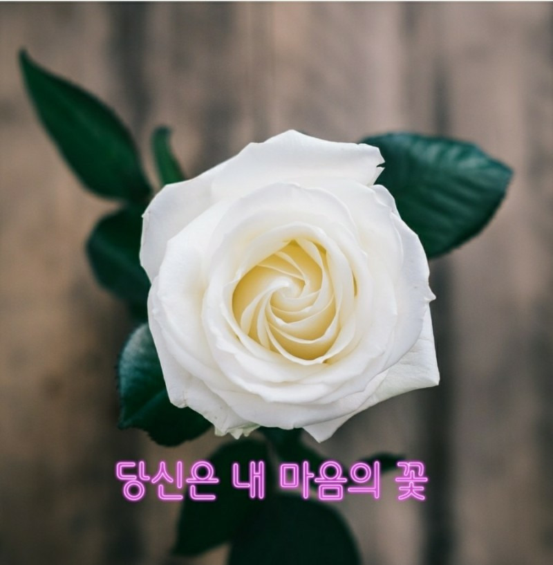 마음의꽃 이미지