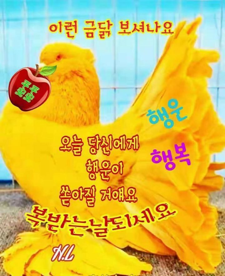금닭 이미지