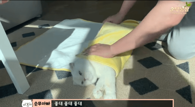 고양이김밥 이미지
