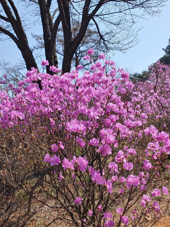 꽃향기속으로 이미지