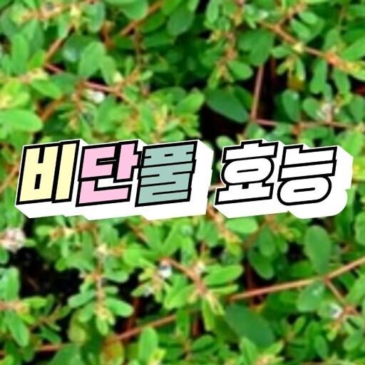 희망약초 이미지