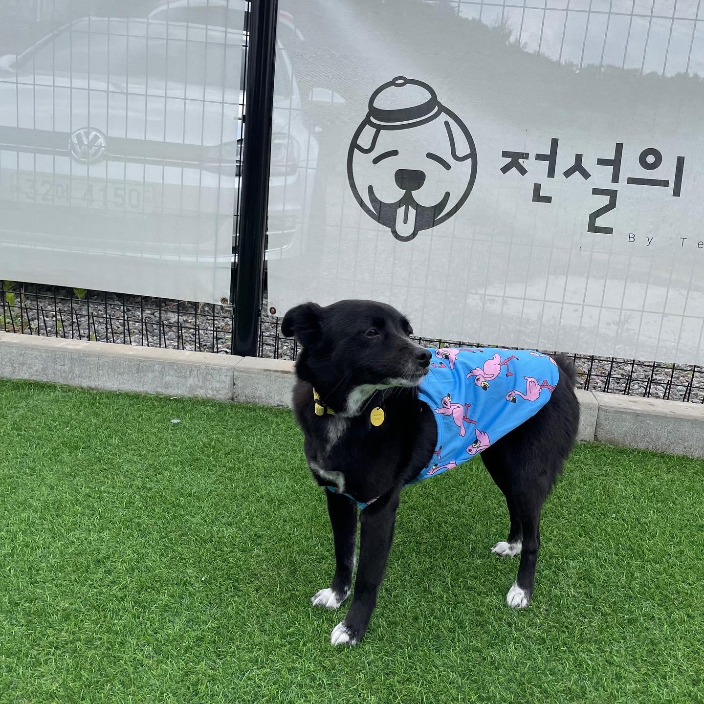 호야네 이미지