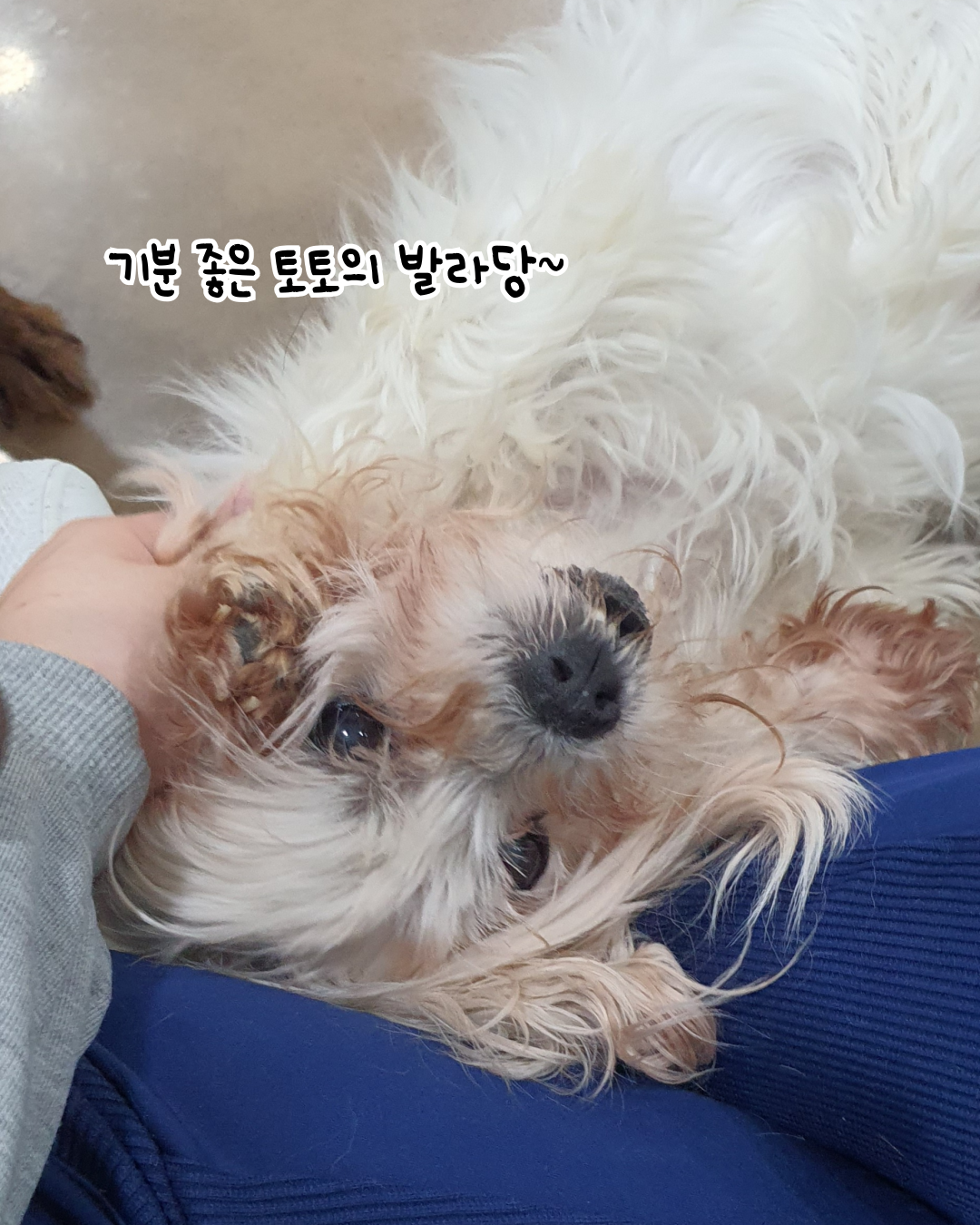 쓰담 이미지