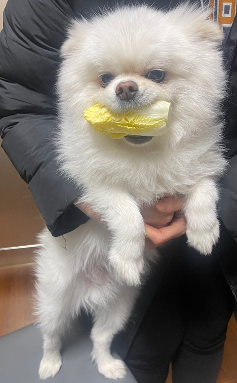 두리네 이미지