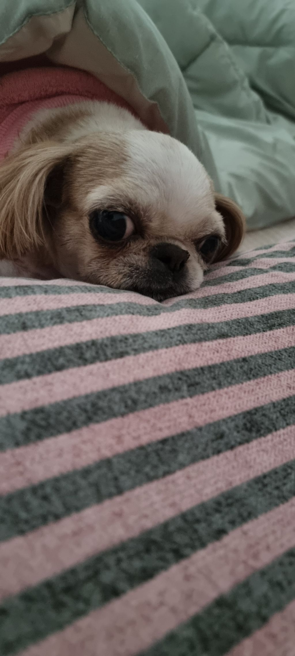 위즐 이미지