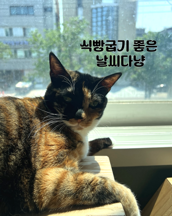 꼬미 이미지