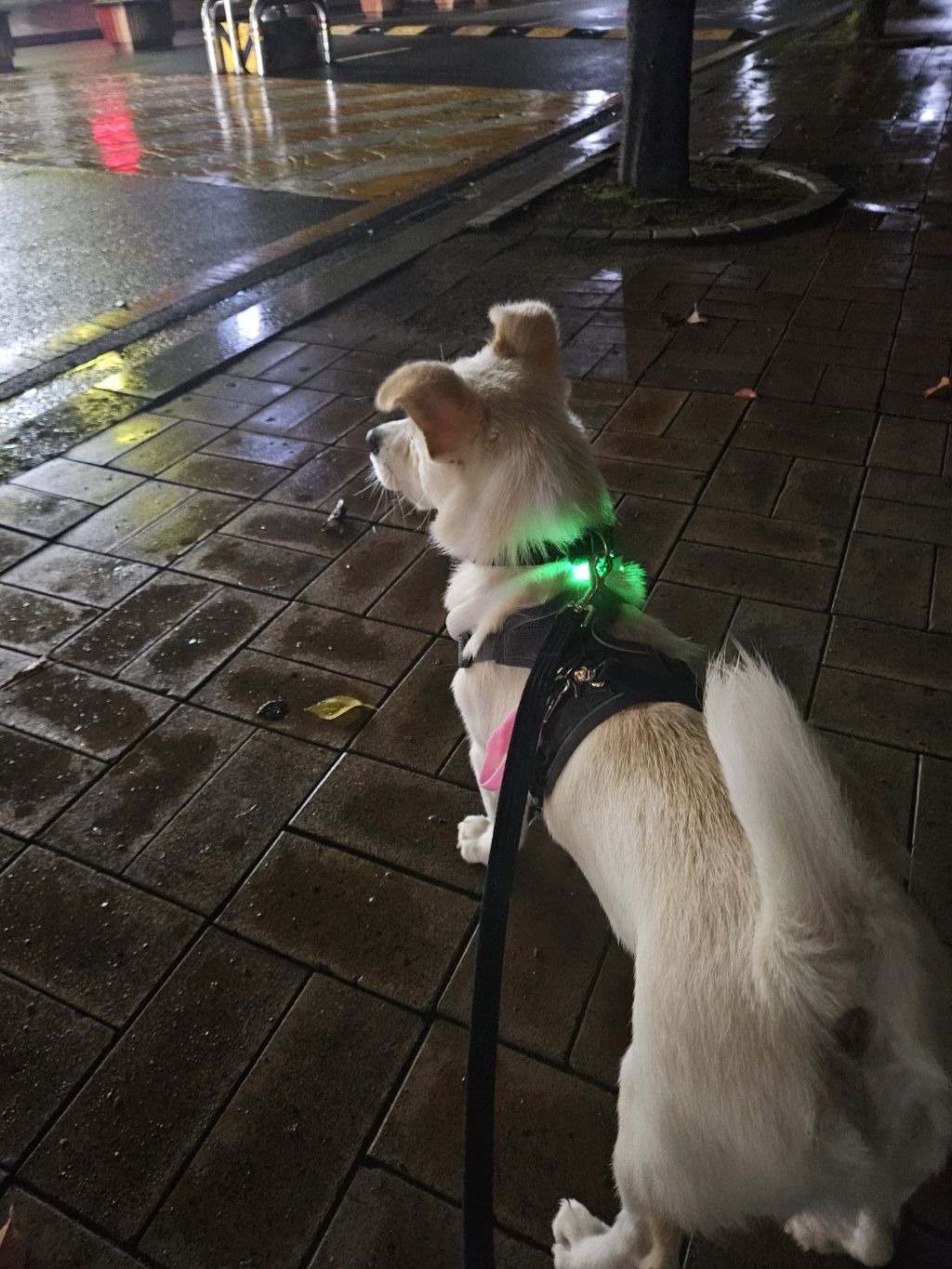 호두가족 이미지