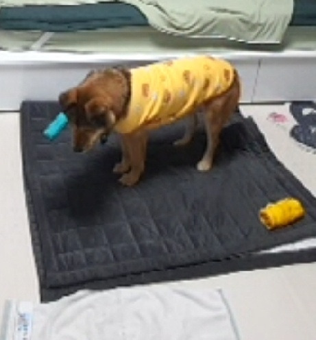 오공이 이미지