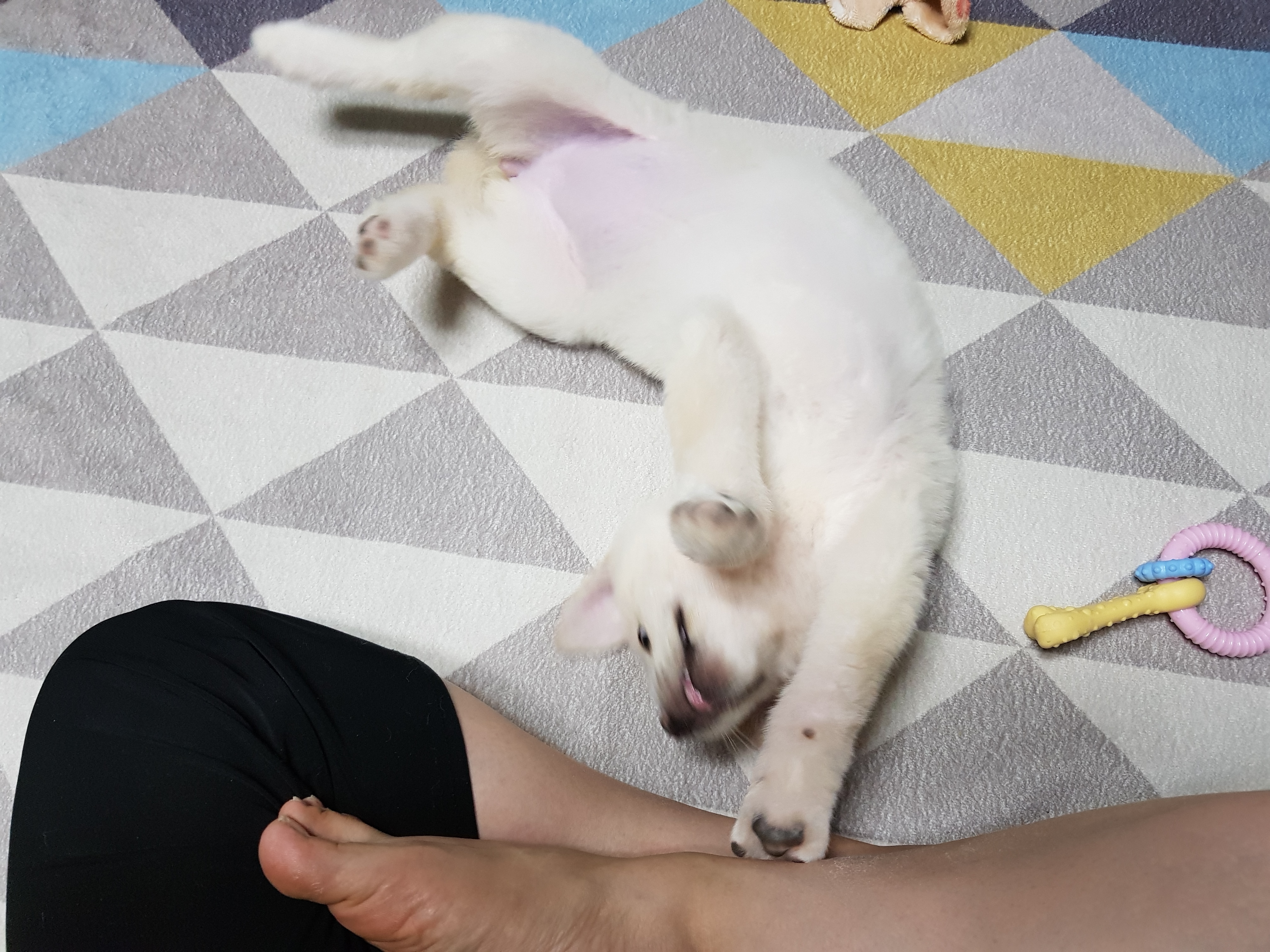 모찌의하루 이미지