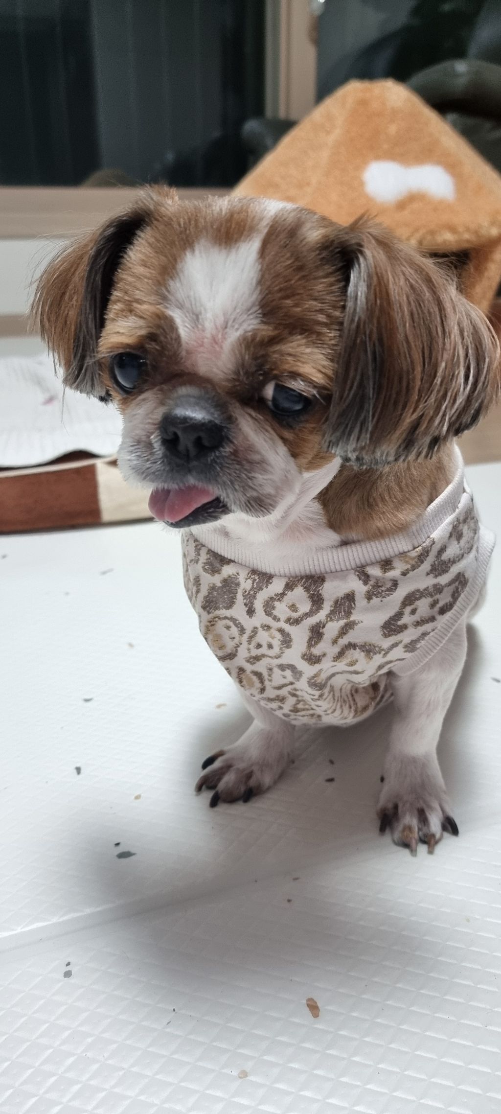 위즐 이미지