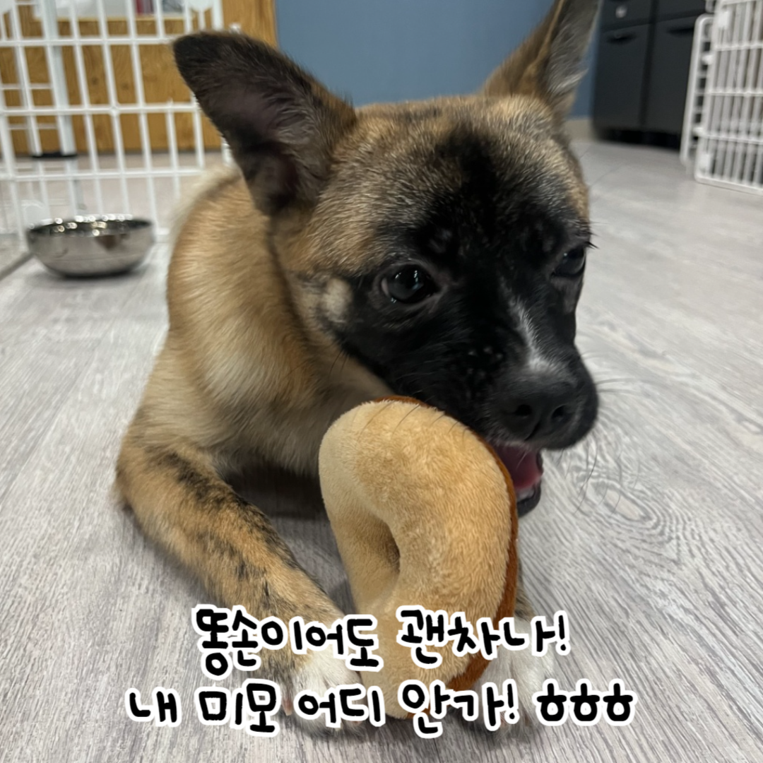 토리 이미지
