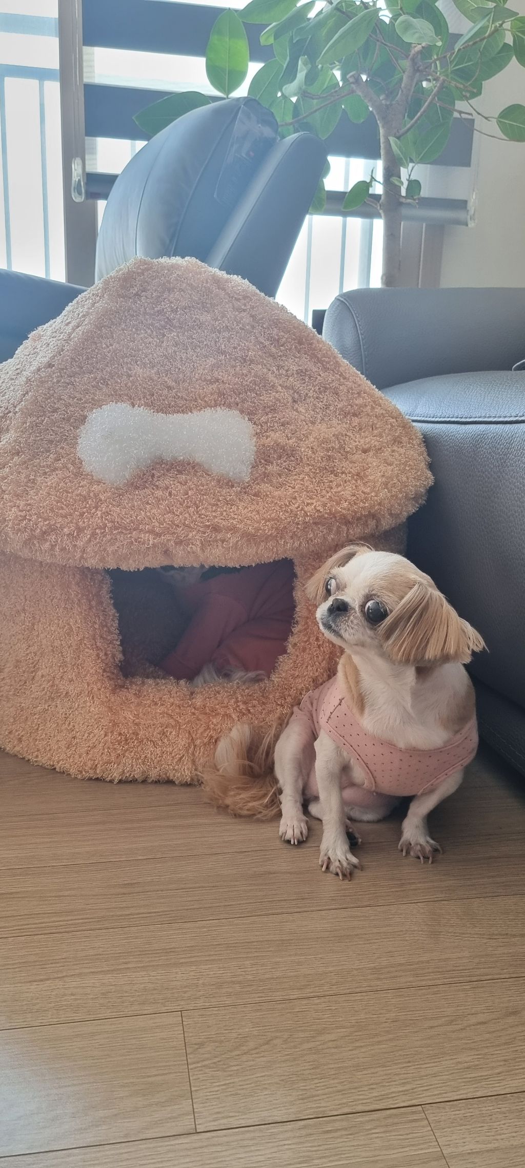 위즐 이미지