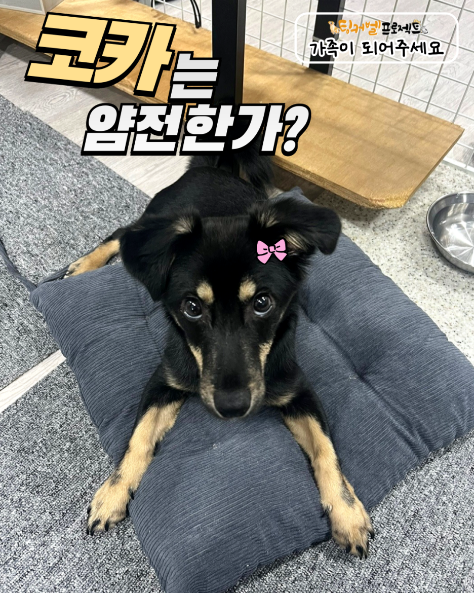 코카 이미지