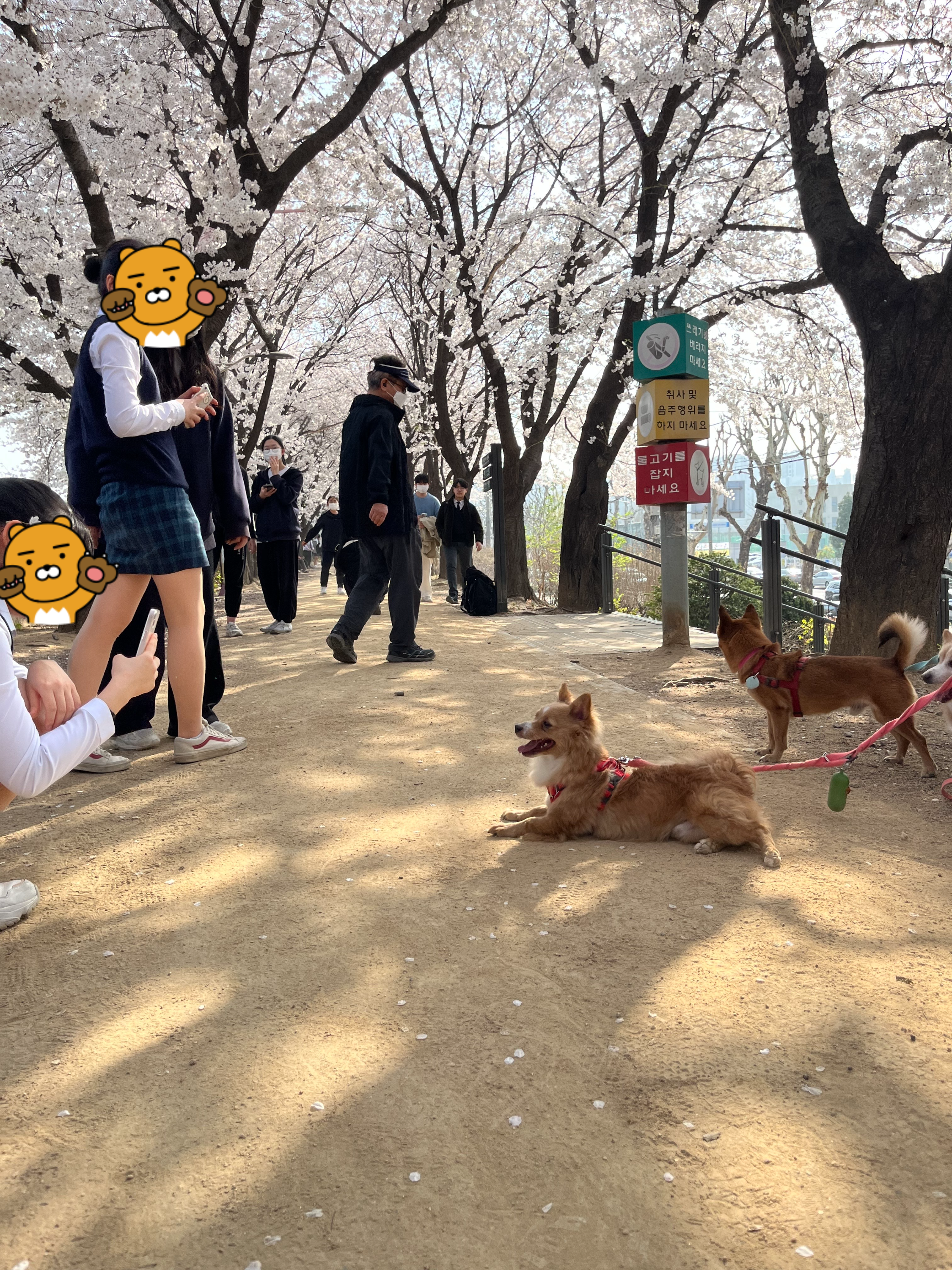꽃길걷개 이미지