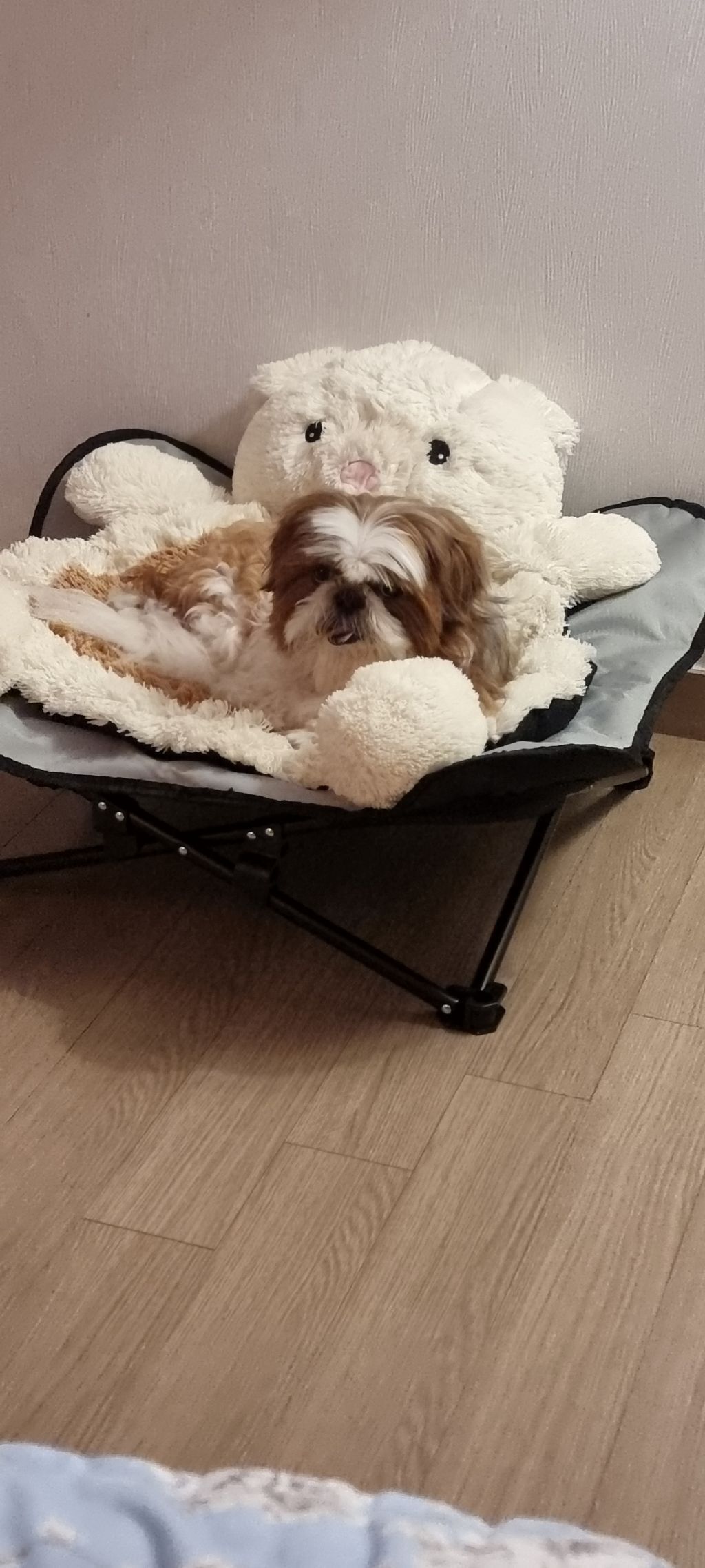 위즐 이미지