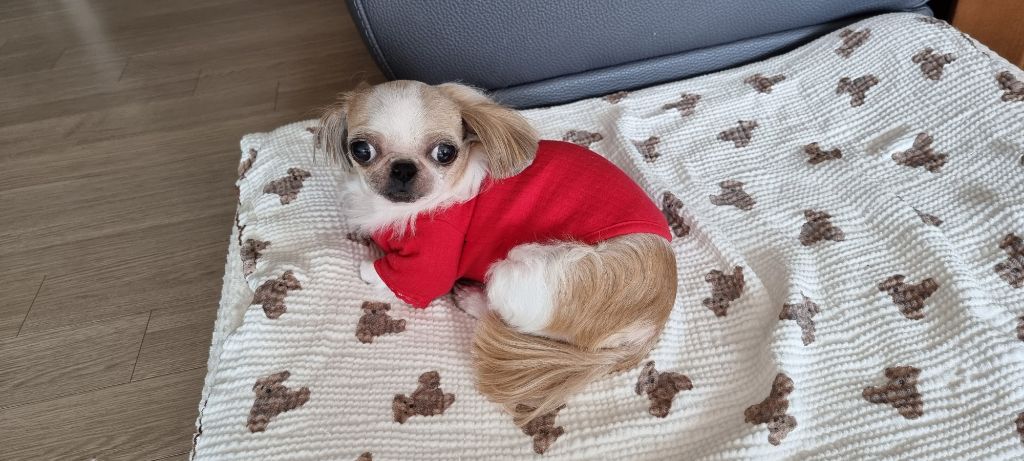 위즐 이미지