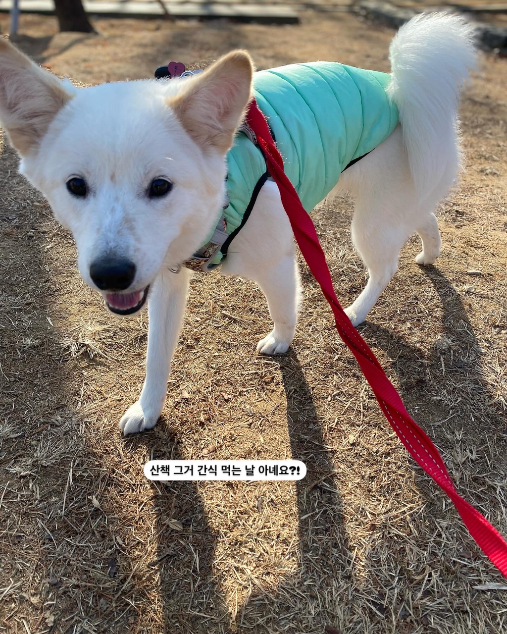 아장아장 이미지