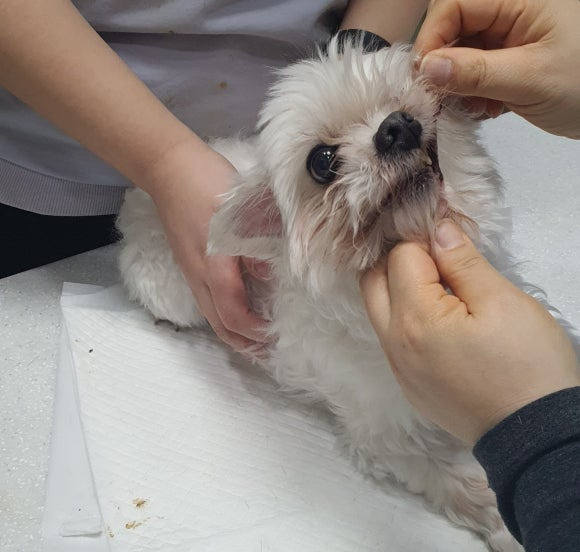 이든 이미지