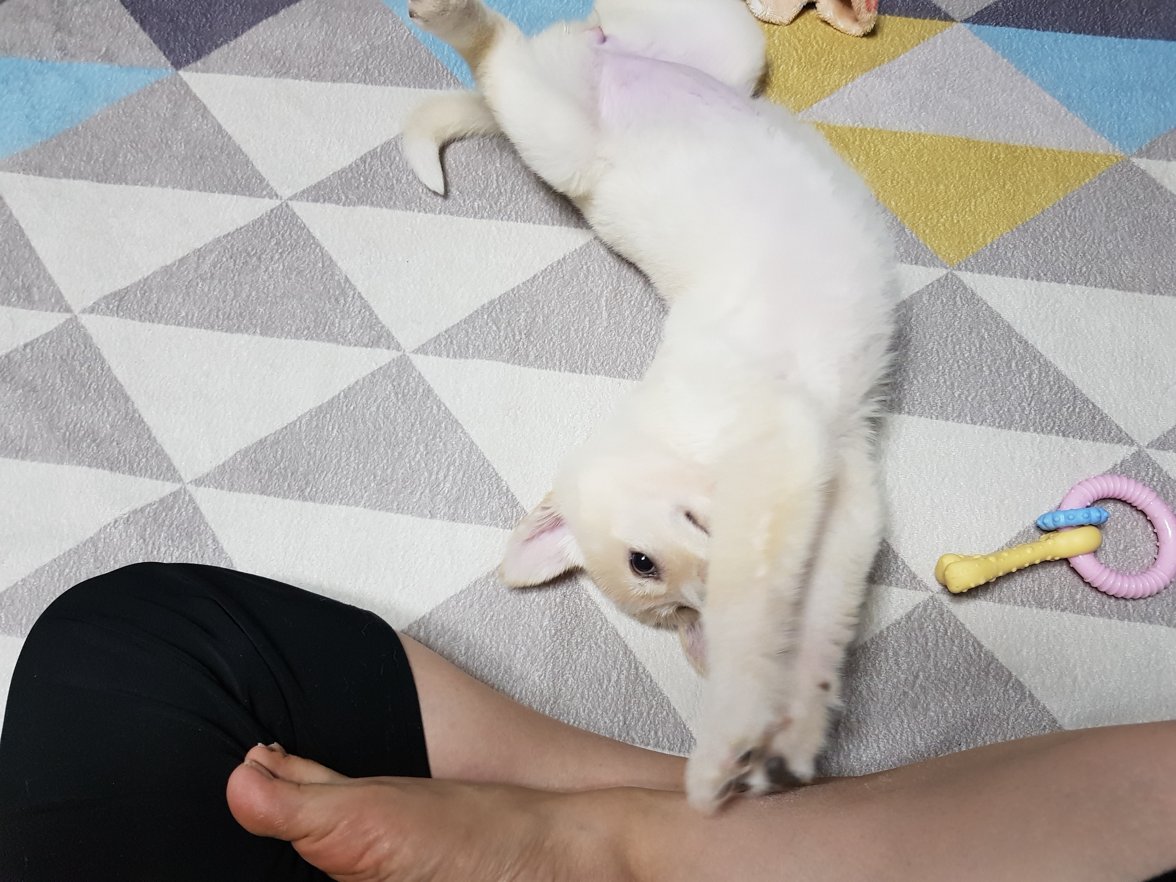 모찌의하루 이미지