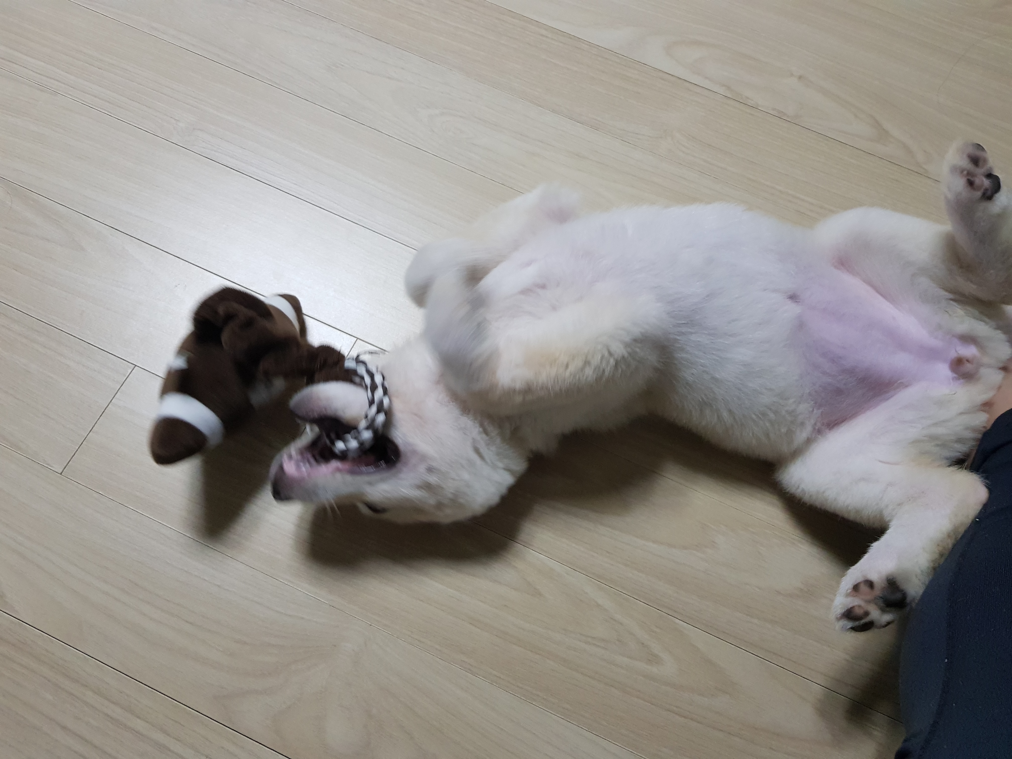 모찌의하루 이미지