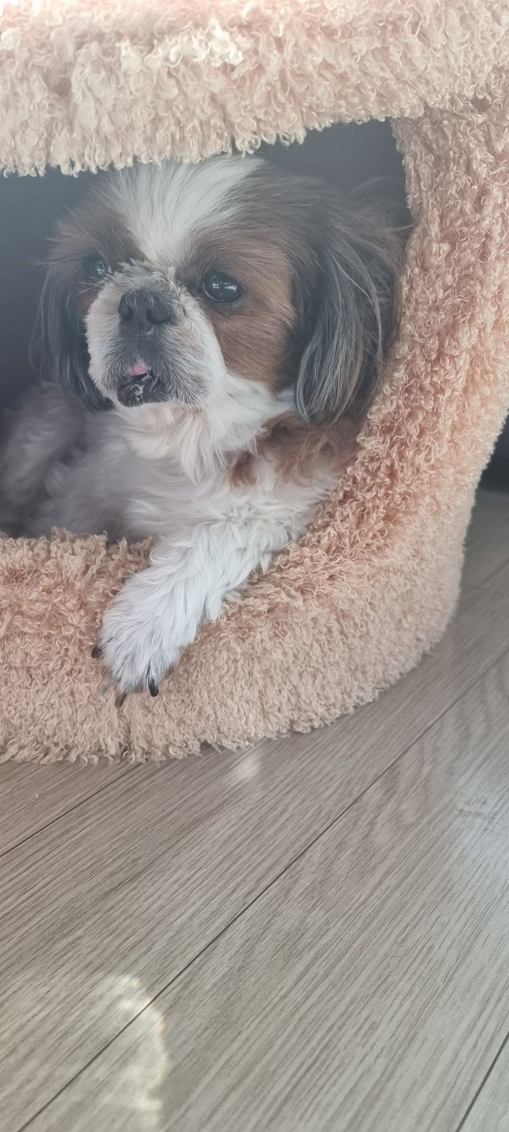 위즐 이미지