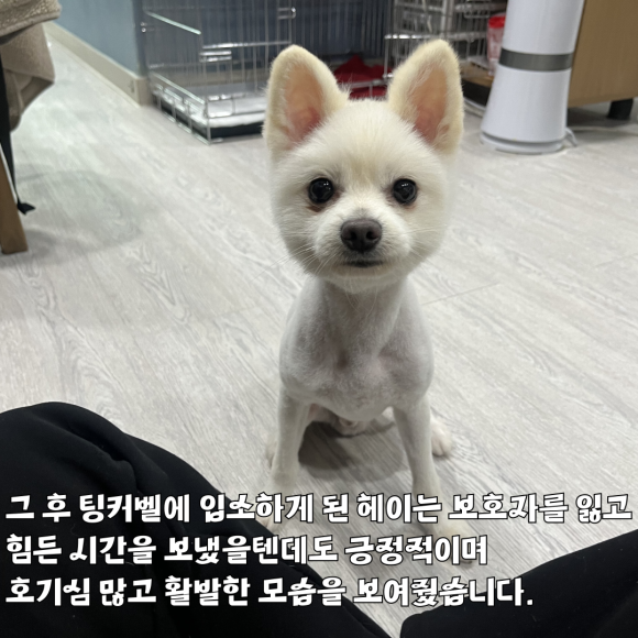 헤이스토리 이미지
