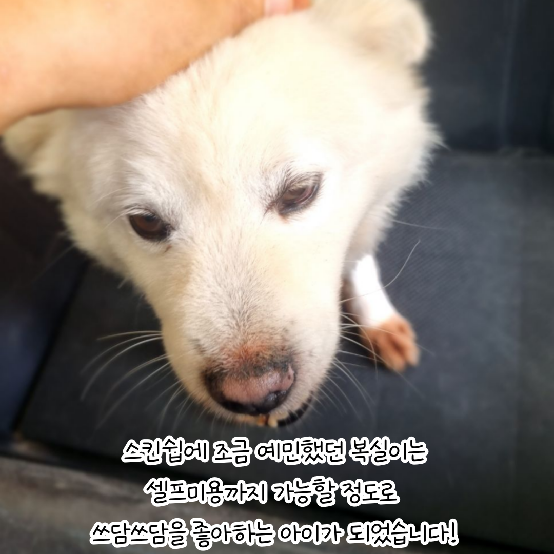 복실이 이미지