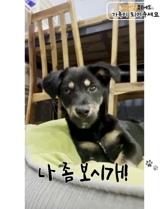 코카 이미지
