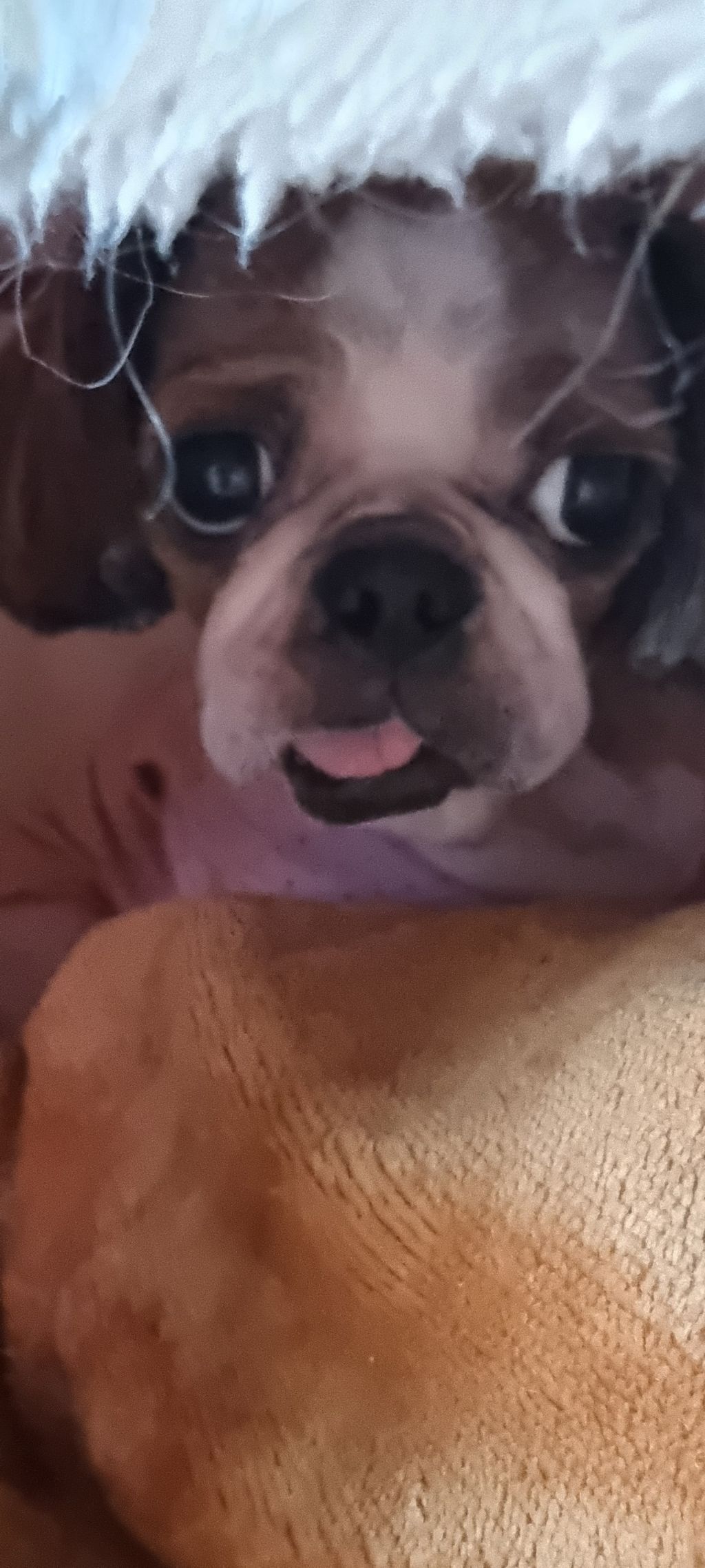 위즐 이미지