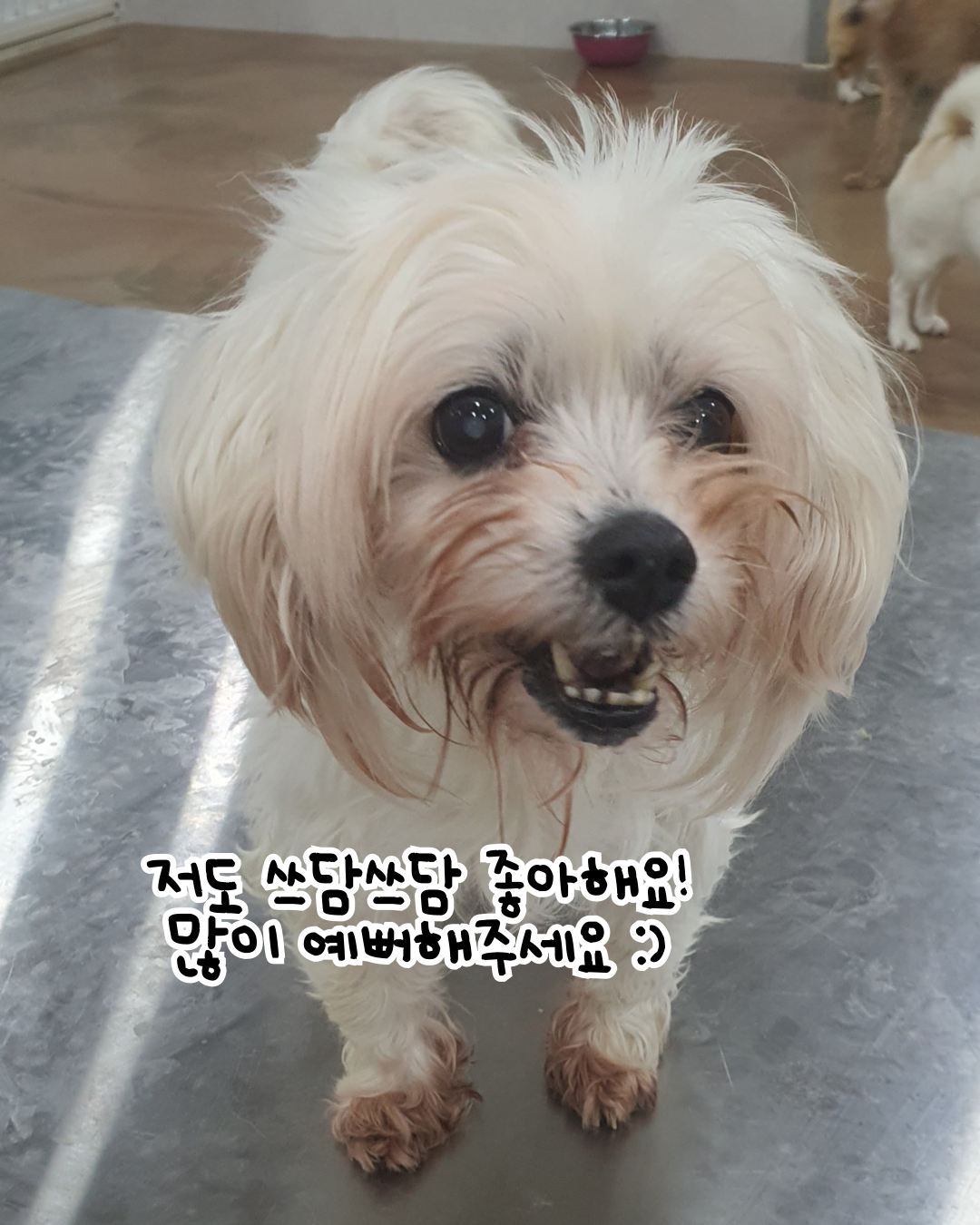 쓰담 이미지