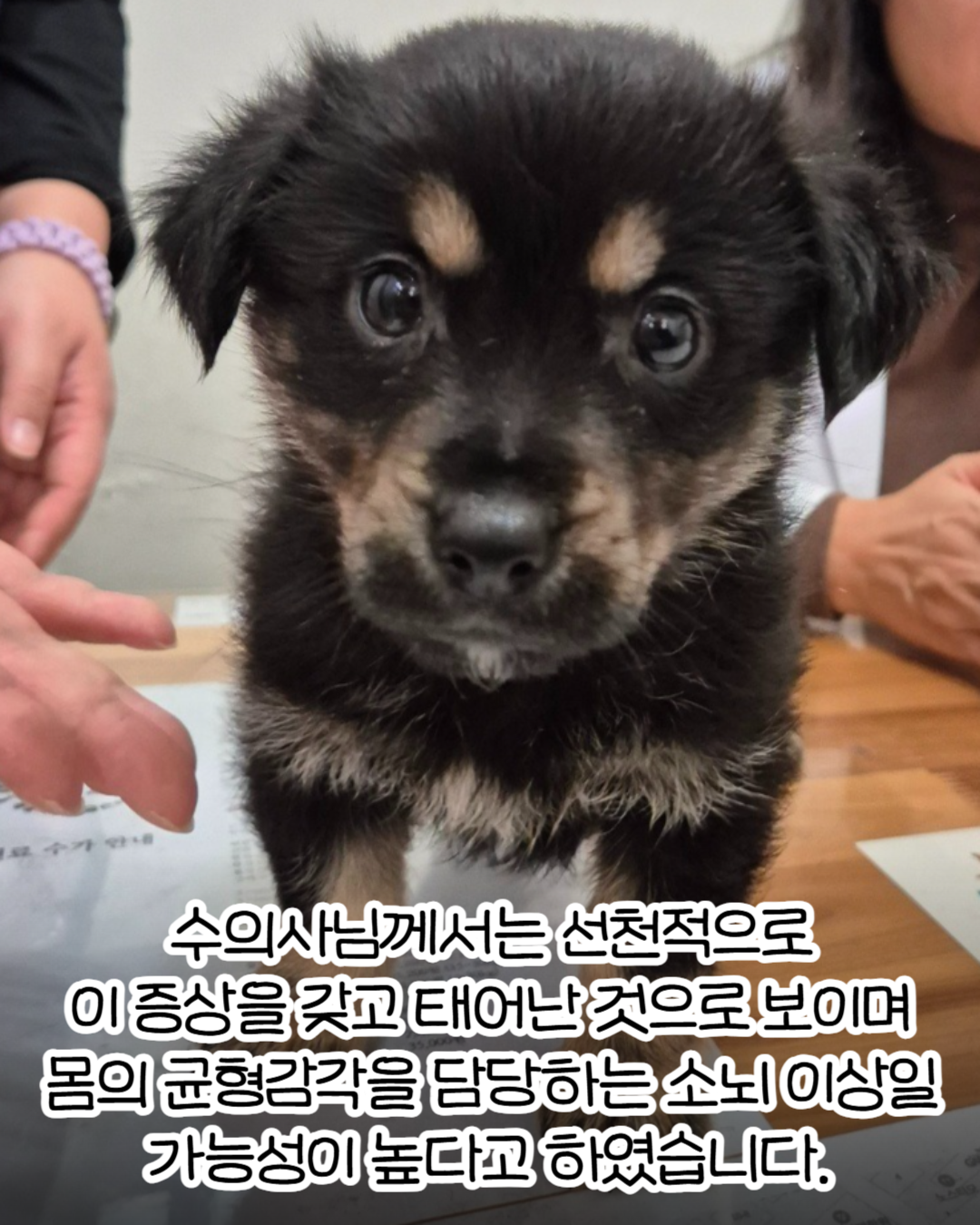 코카 이미지