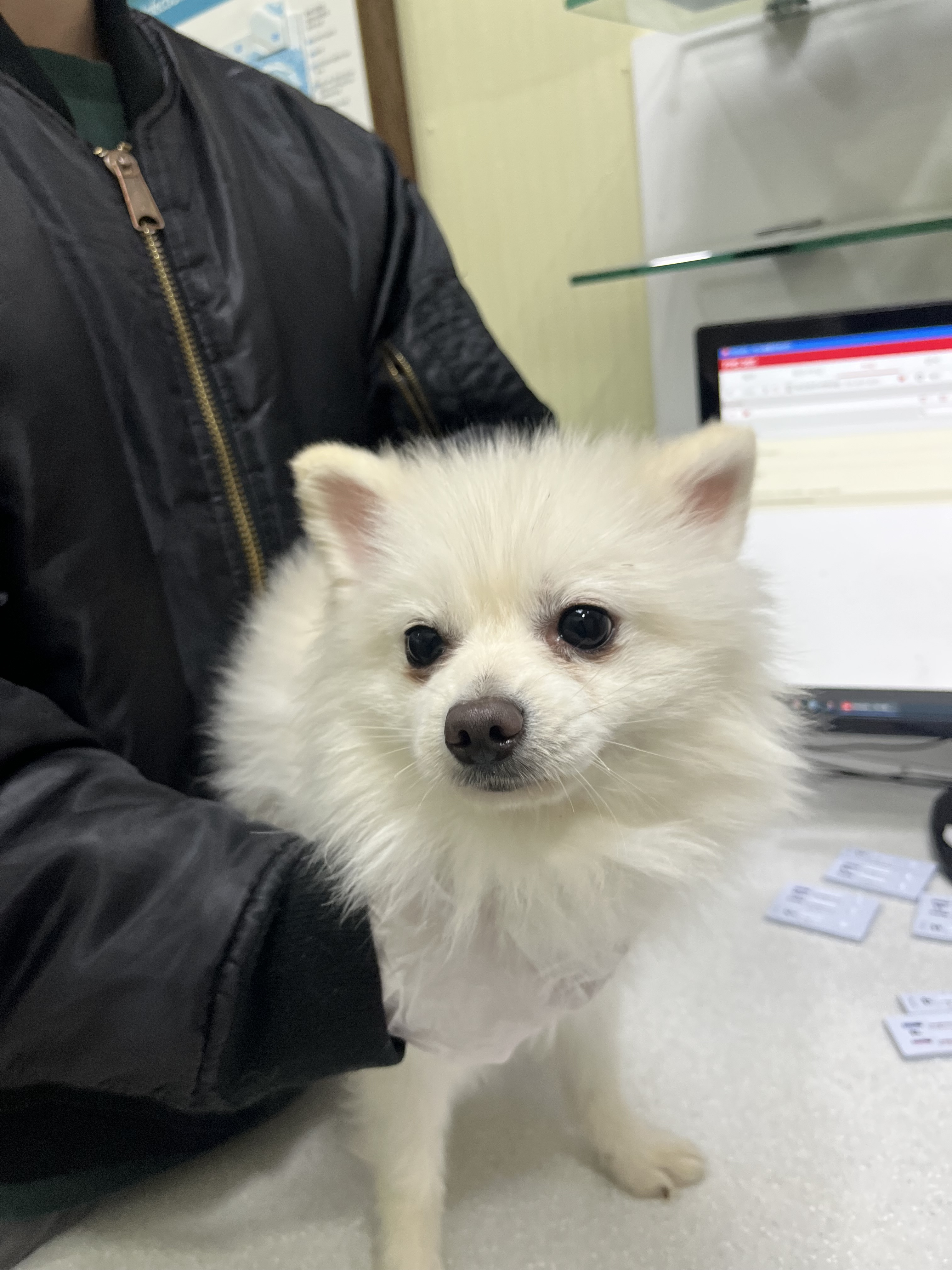 헤이올라 이미지